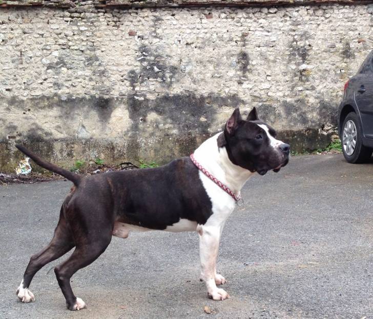 Vicker´s - American Staffordshire Terrier Mâle (9 ans)