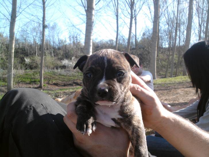 elka - American Staffordshire Terrier (1 an)