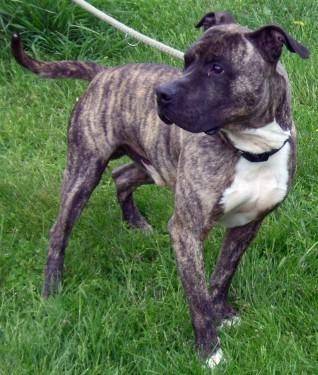 Rexo - American Staffordshire Terrier Mâle (10 ans)