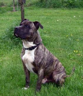 Rexo - American Staffordshire Terrier Mâle (10 ans)