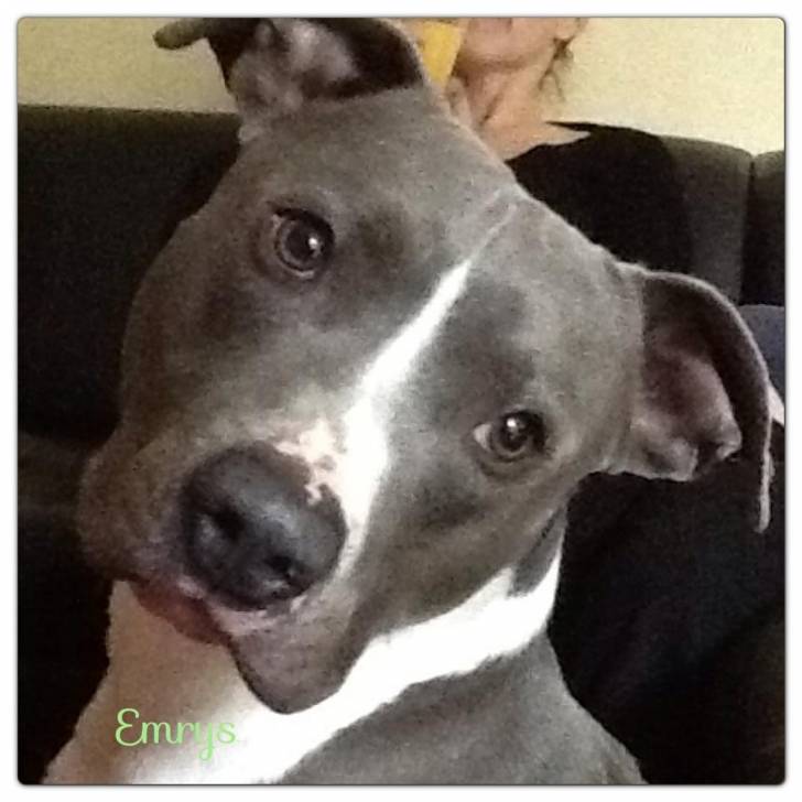Emrys - American Staffordshire Terrier Mâle