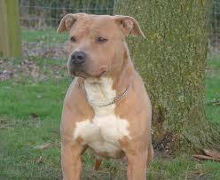 votka - American Staffordshire Terrier Mâle (5 mois)