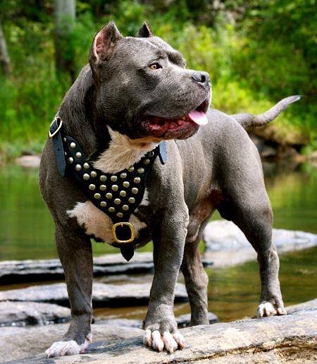 vito - American Staffordshire Terrier Mâle (1 an)