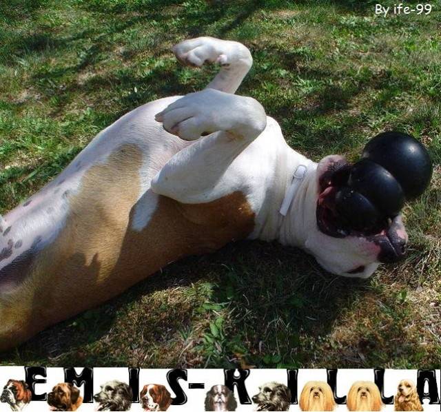 Dako amstaff emis-killa - American Staffordshire Terrier Mâle (3 ans)