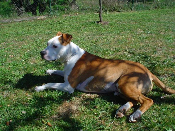 Dako - American Staffordshire Terrier Mâle (2 ans)