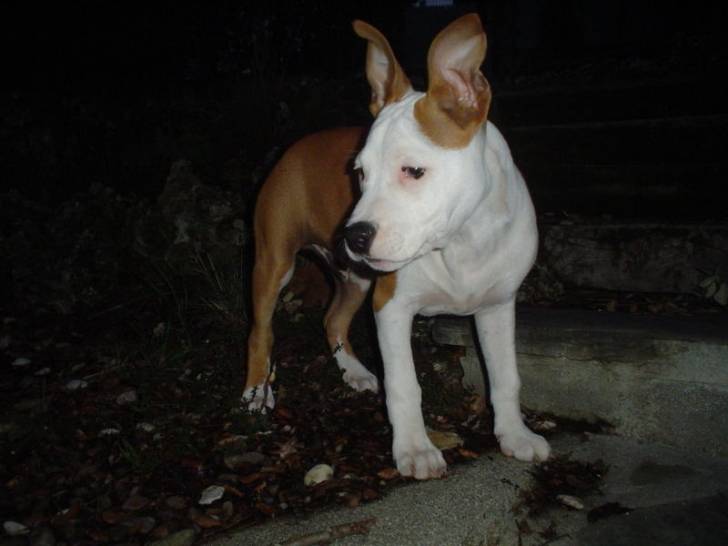Dako cachorrete - American Staffordshire Terrier Mâle (4 mois)