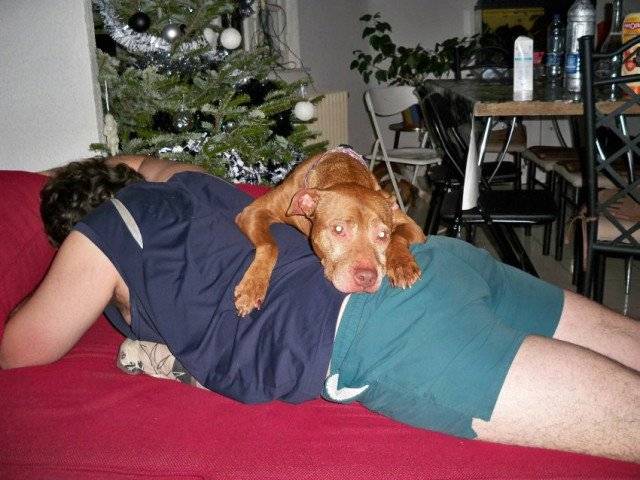 nikita - American Staffordshire Terrier (8 mois)