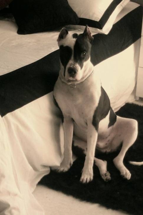 Tyson - American Staffordshire Terrier Mâle (1 an)