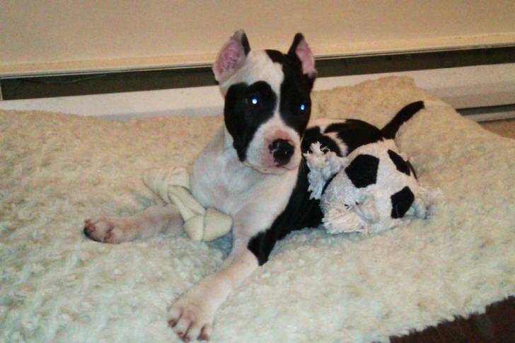 Tyson - American Staffordshire Terrier Mâle (2 mois)