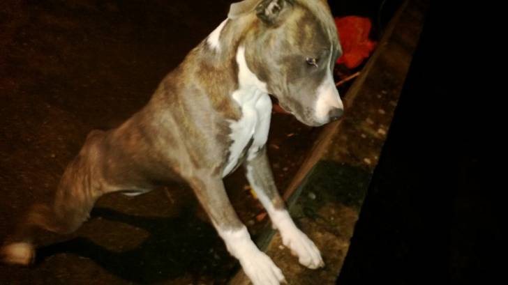 Island - American Staffordshire Terrier (7 mois)