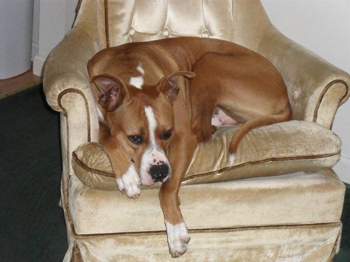 Tyson - American Staffordshire Terrier Mâle (3 ans)