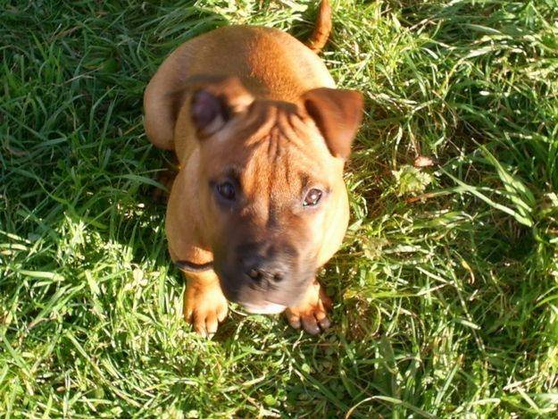 Aléandro - American Staffordshire Terrier Mâle (8 mois)