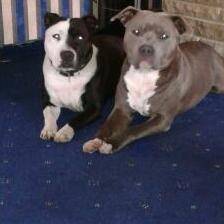 Kooba left Milo right - American Staffordshire Terrier Mâle (1 an)