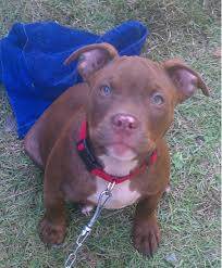 Milo as pup 2013 - American Staffordshire Terrier Mâle (5 mois)