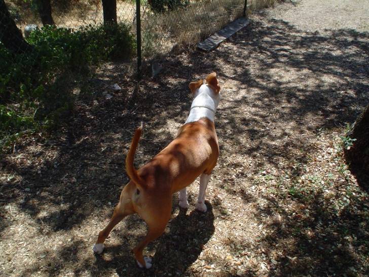 Dako - American Staffordshire Terrier Mâle (3 ans)