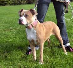 Tyson - American Staffordshire Terrier Mâle (7 ans)