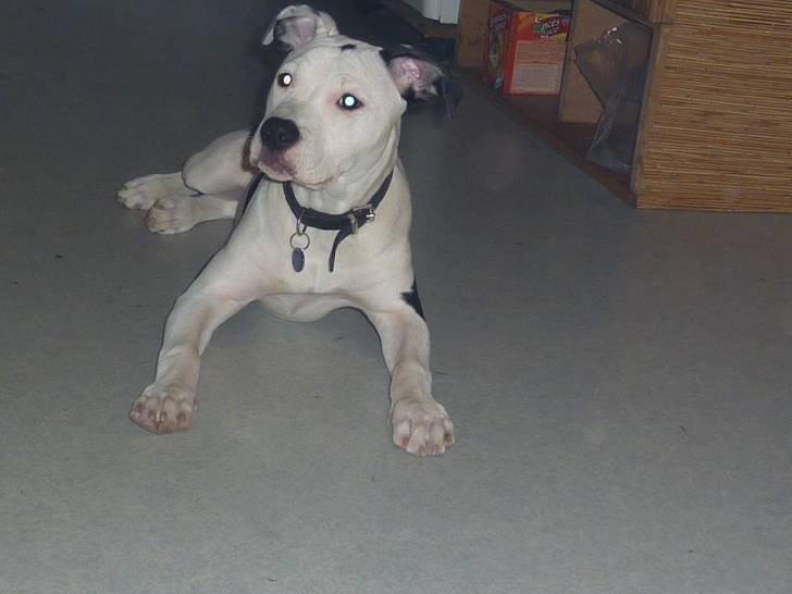 kaina - American Staffordshire Terrier (10 mois)