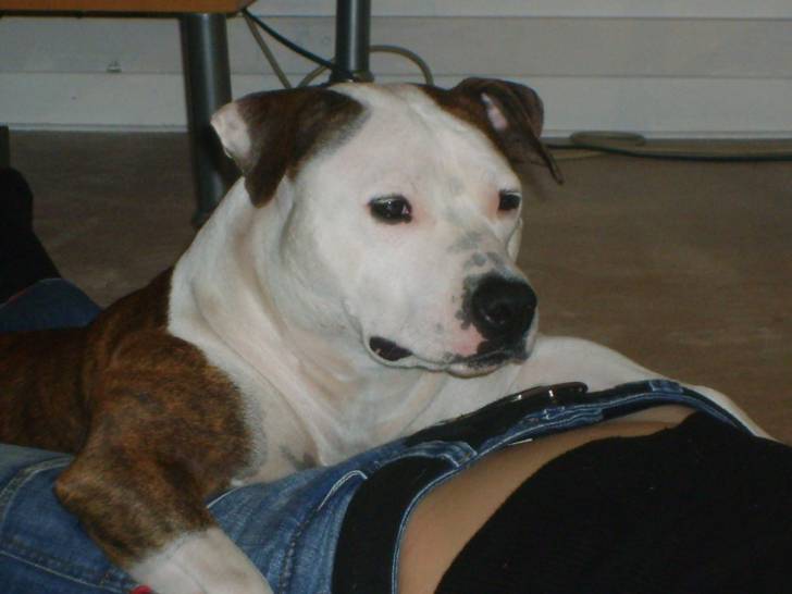 Diane - American Staffordshire Terrier (5 ans)