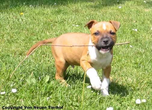 louki - American Staffordshire Terrier Mâle (5 mois)
