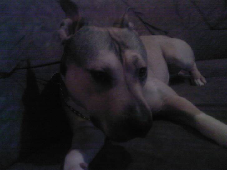 B-boy - American Staffordshire Terrier Mâle (4 ans)