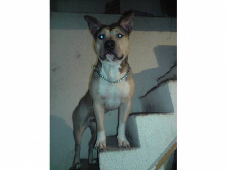B-boy - American Staffordshire Terrier Mâle (4 ans)