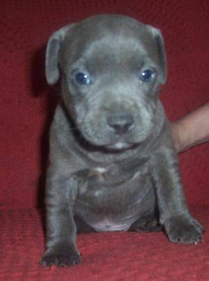 Lily - American Staffordshire Terrier (4 mois)