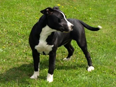 Xena - American Staffordshire Terrier (4 ans)
