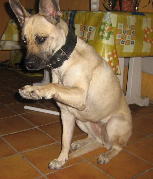 Lyriix - American Staffordshire Terrier (4 ans)