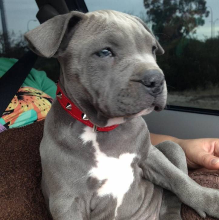 Tailin Rubi - American Staffordshire Terrier (3 mois)