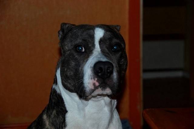 indian - American Staffordshire Terrier Mâle (10 ans)