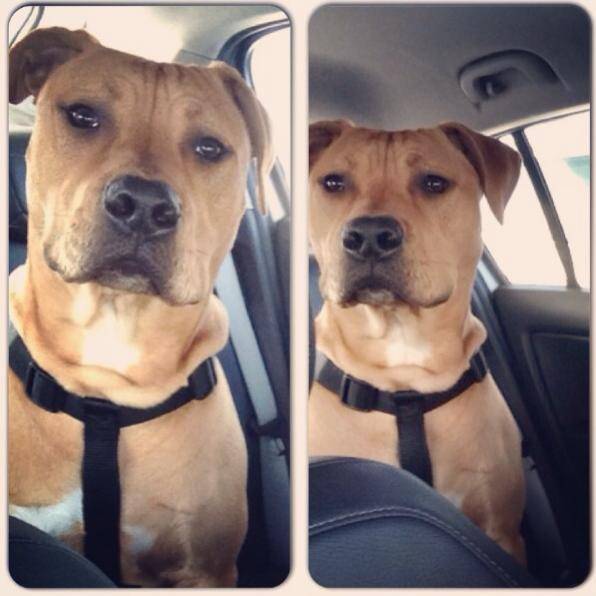 tyson - American Staffordshire Terrier Mâle (2 ans)