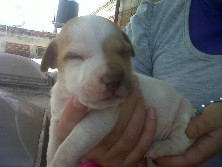 daysy - American Staffordshire Terrier (2 mois)