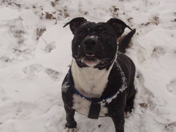 Betty des Terres D'aigues ( Tyla ) - American Staffordshire Terrier (4 ans)