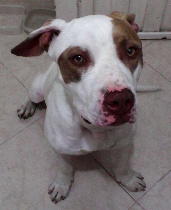 MORGAN - American Staffordshire Terrier Mâle (1 an)