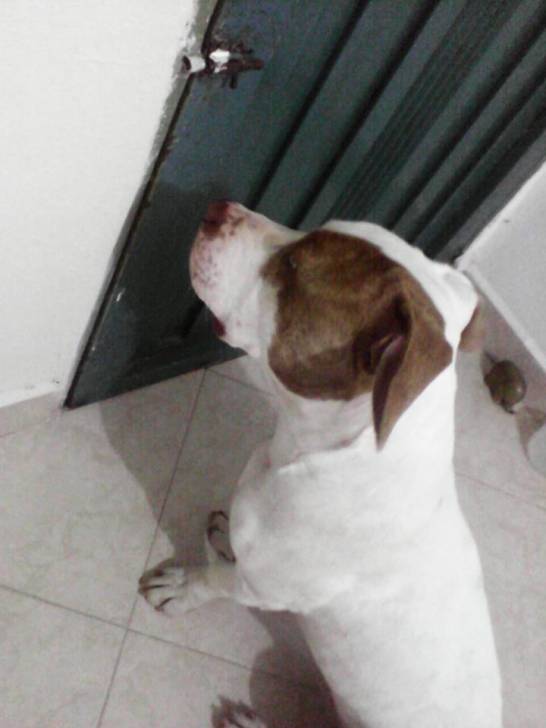 MORGAN - American Staffordshire Terrier Mâle (1 an)