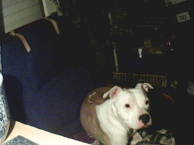 Bayda - American Staffordshire Terrier (3 ans)