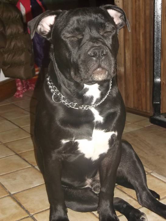 lola88170 - American Staffordshire Terrier Mâle (8 mois)