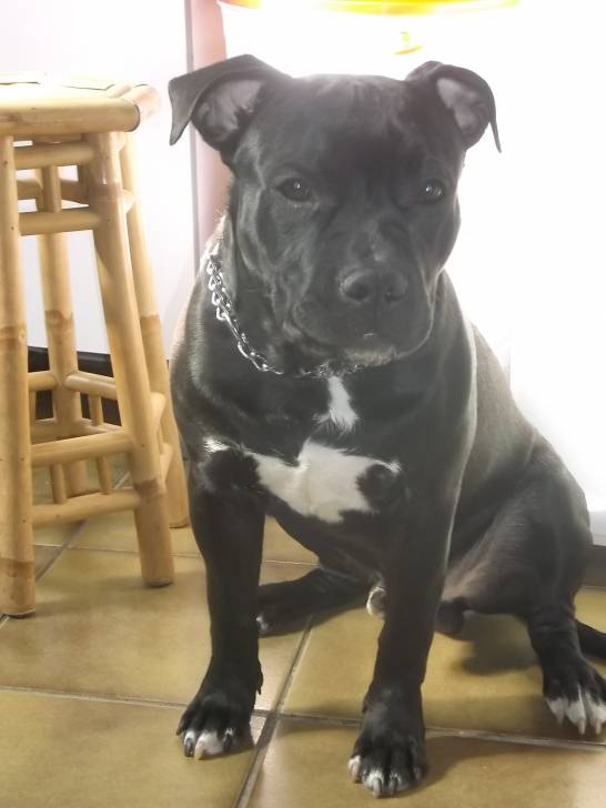 lola88170 - American Staffordshire Terrier Mâle (8 mois)