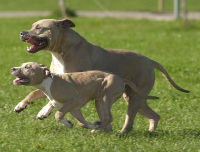 American Staffordshire Terrier - American Staffordshire Terrier