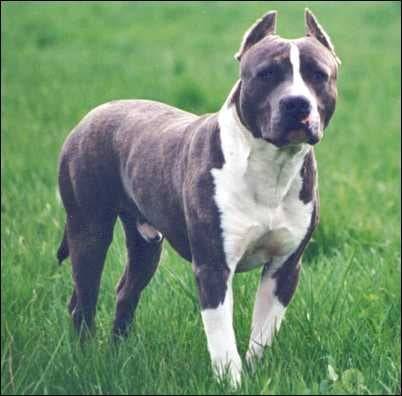American Staffordshire Terrier - American Staffordshire Terrier