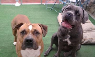 Bud - American Staffordshire Terrier Mâle (4 ans)