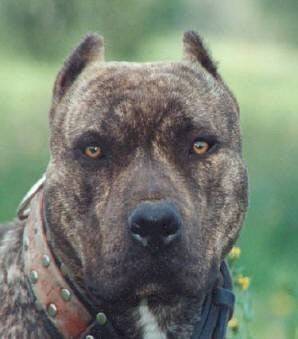oseille - American Staffordshire Terrier Mâle (Autre)