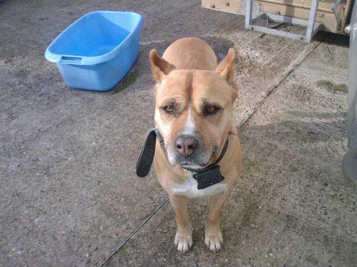 bonnie - American Staffordshire Terrier (11 ans)