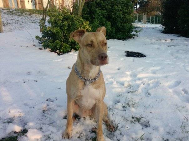 xena - American Staffordshire Terrier (2 ans)