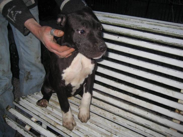 Sniper - American Staffordshire Terrier Mâle (7 ans)