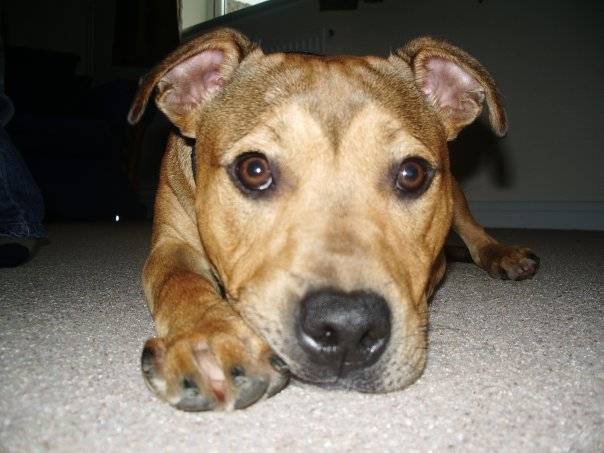 Max - American Staffordshire Terrier Mâle (2 ans)