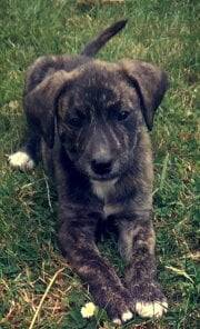 Lana - American Staffordshire Terrier (4 mois)
