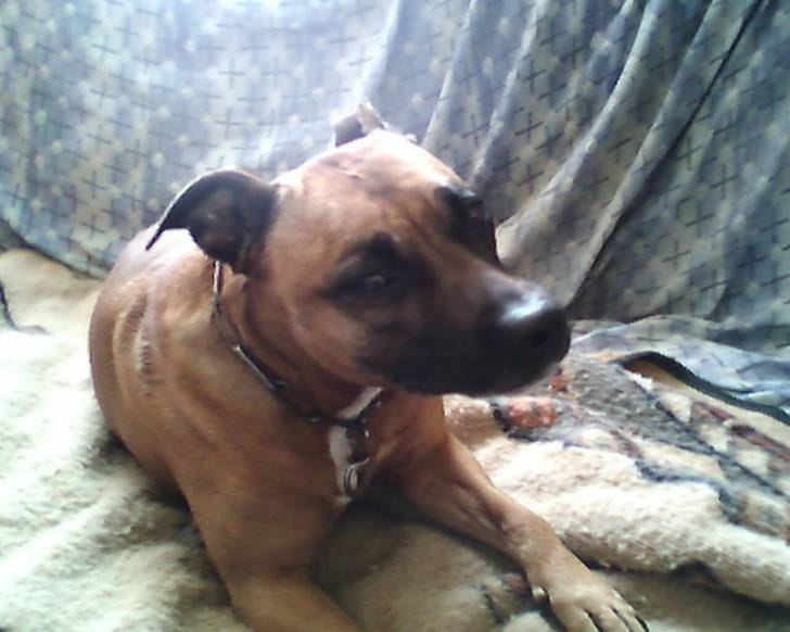 Syra - American Staffordshire Terrier (9 ans)