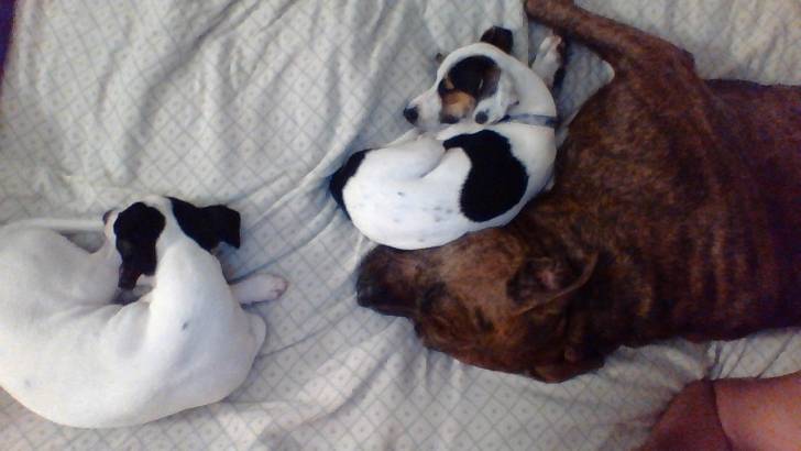 dogs - American Staffordshire Terrier (3 ans)