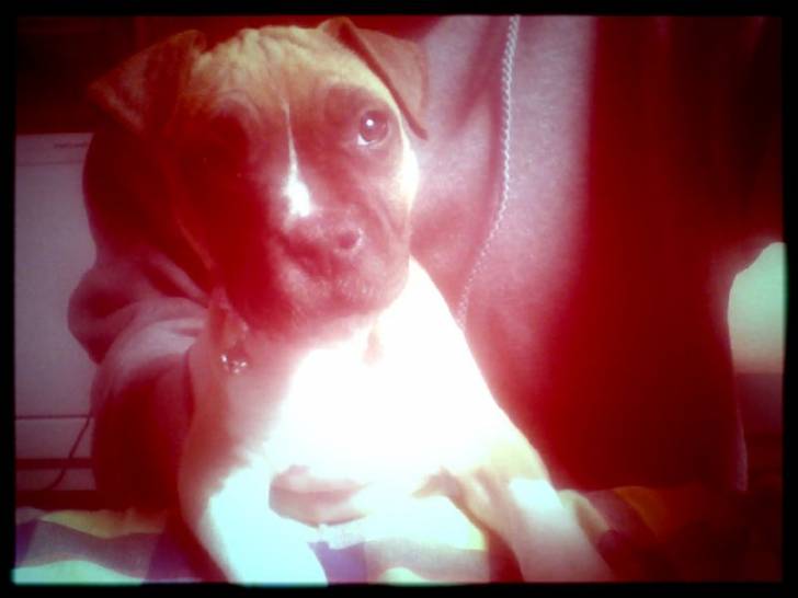 Ruby - American Staffordshire Terrier (3 mois)
